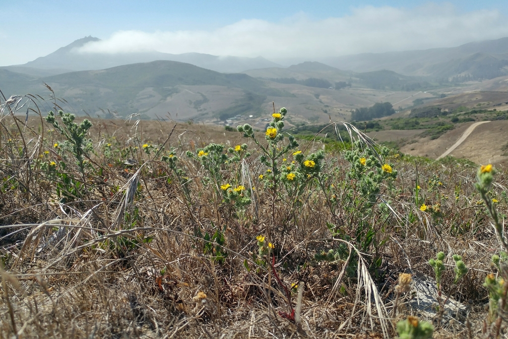 Deinandra increscens subsp. increscens, native California herb