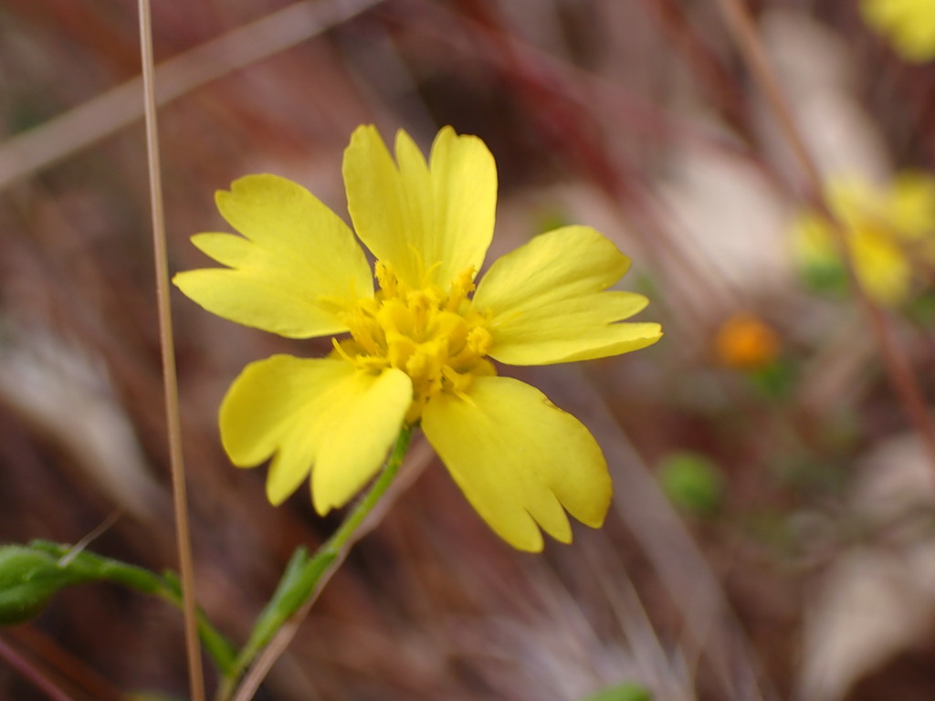 Deinandra kelloggii (Kellogg's tarweed), native California herb