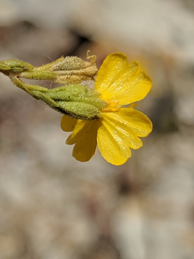 Deinandra lobbii (Threeray tarweed), native California herb