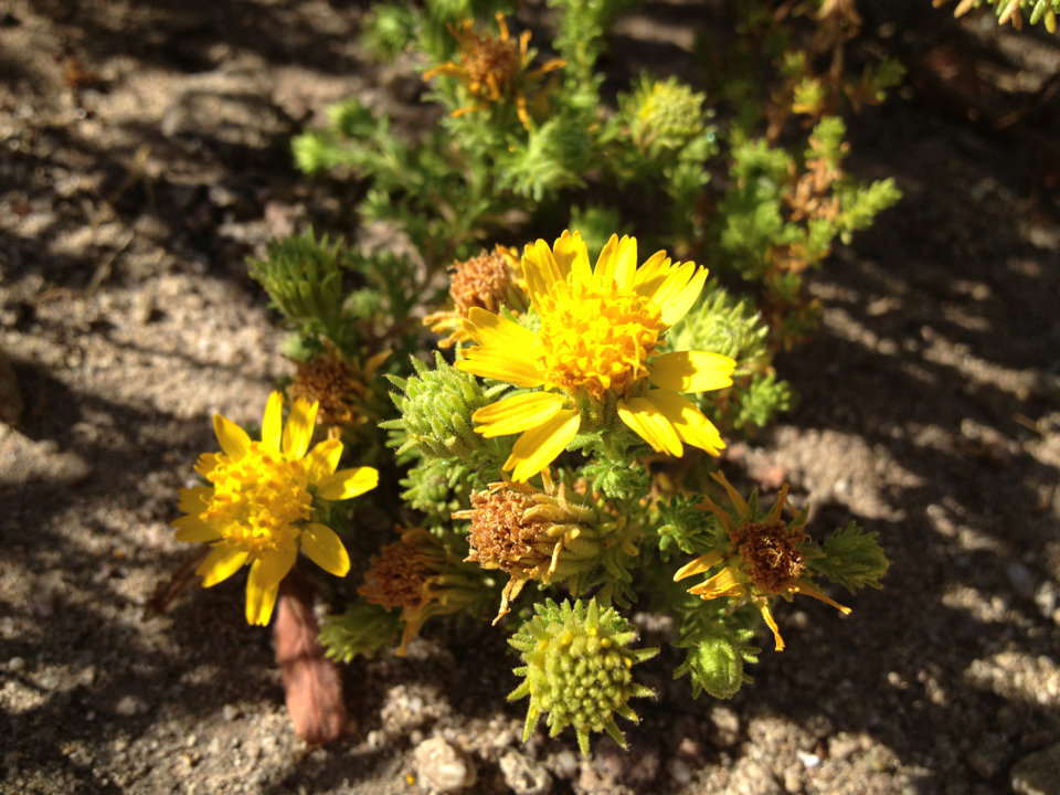 Deinandra minthornii (Santa susana tarplant), native California shrub