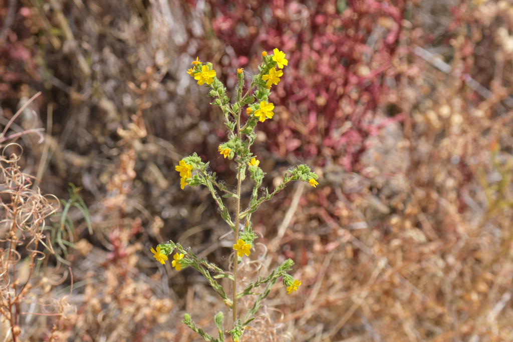 Deinandra mohavensis (Mojave tarplant), native California herb