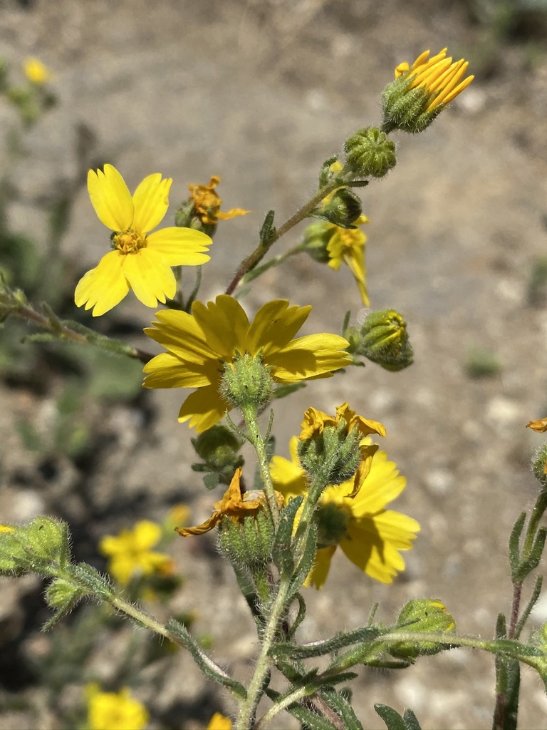 Deinandra pallida (Kern tarweed), native California herb