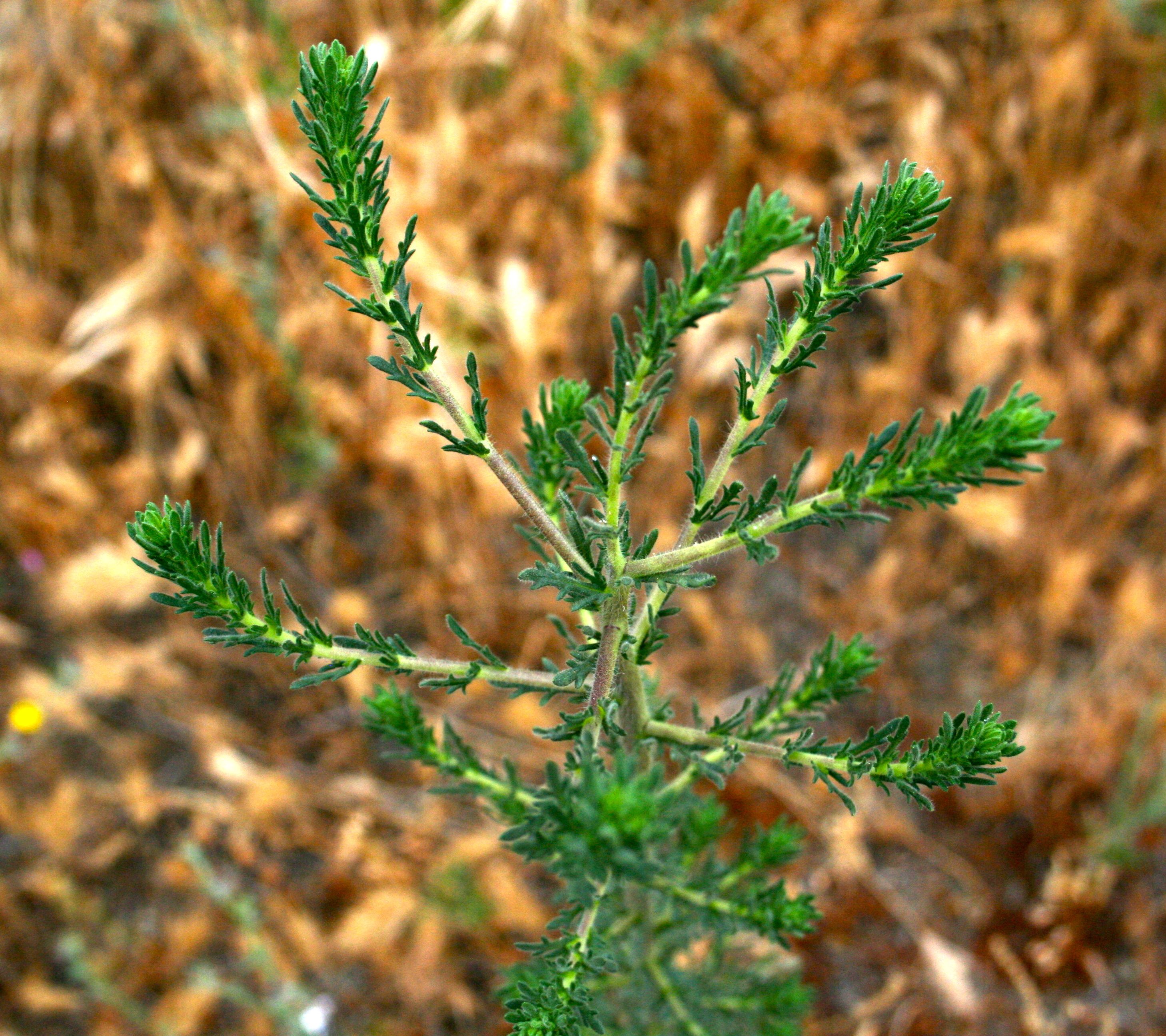 Deinandra paniculata (Paniculate tarplant), native California herb