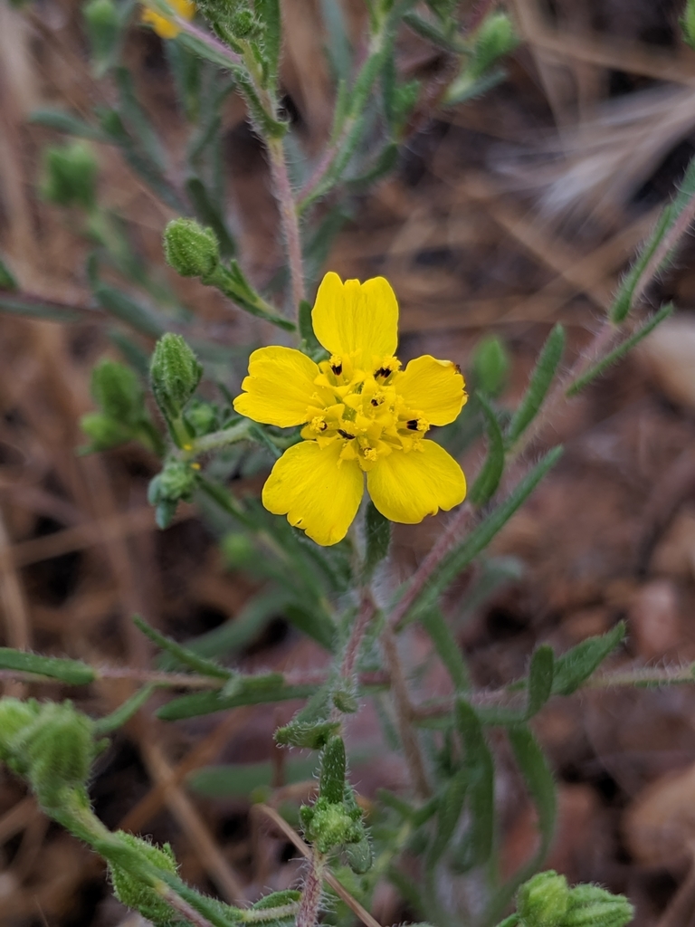 Deinandra pentactis (Salinas river tarweed), native California herb