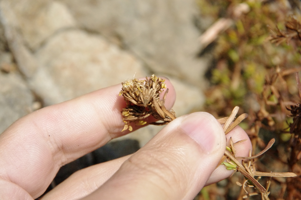 Deinandra sp. (Tarweed), native California perennial