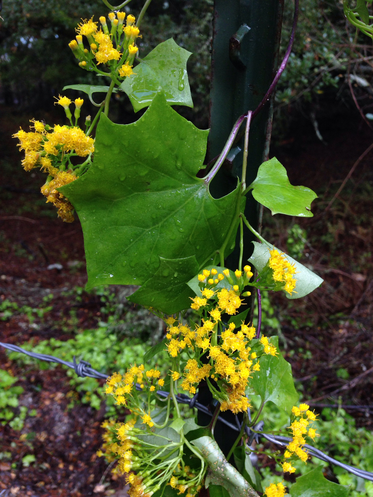 Delairea odorata (Cape ivy), non-native California vine