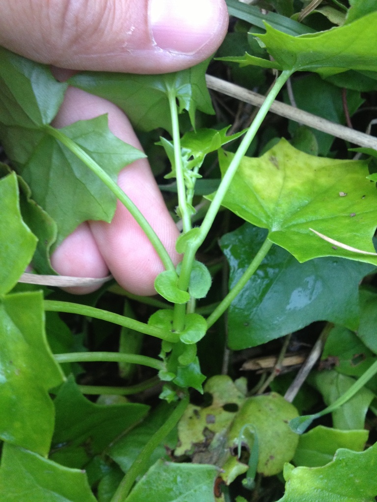 Delairea sp. (Cape ivy), non-native California annual