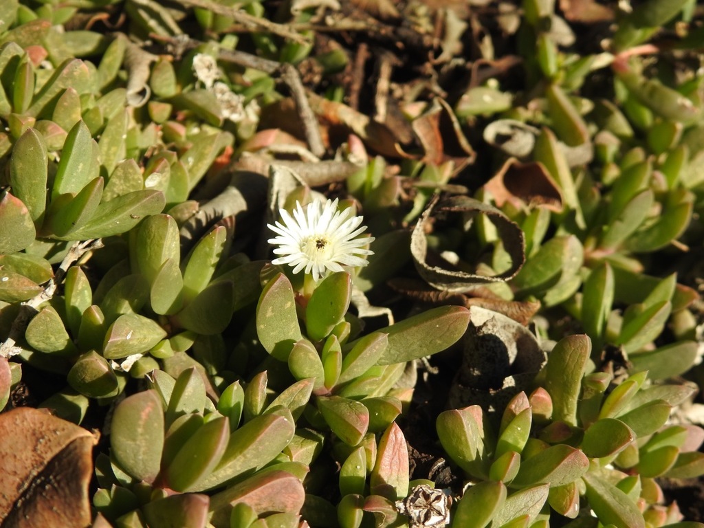 Delosperma litorale (Ice plant), non-native California subshrub