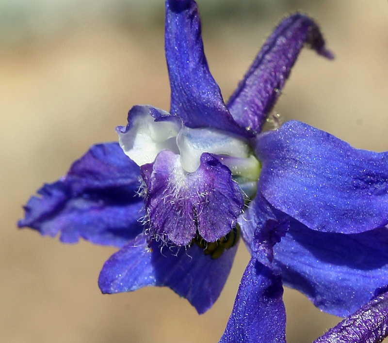 Delphinium andersonii (Anderson's larkspur), native California herb