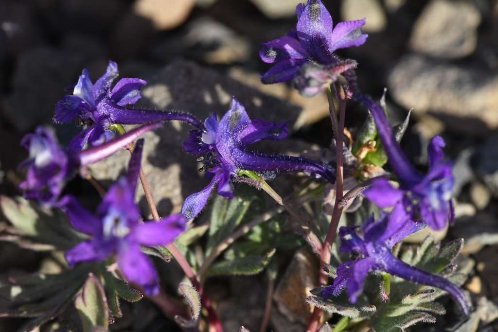 Delphinium antoninum (Anthony peak larkspur), native California herb