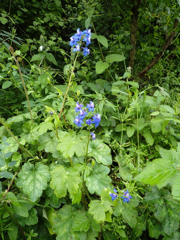 Delphinium bakeri (Baker's larkspur), native California herb