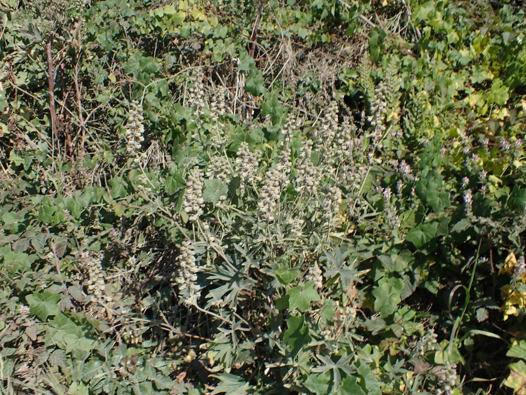 Delphinium californicum (California larkspur), native California herb