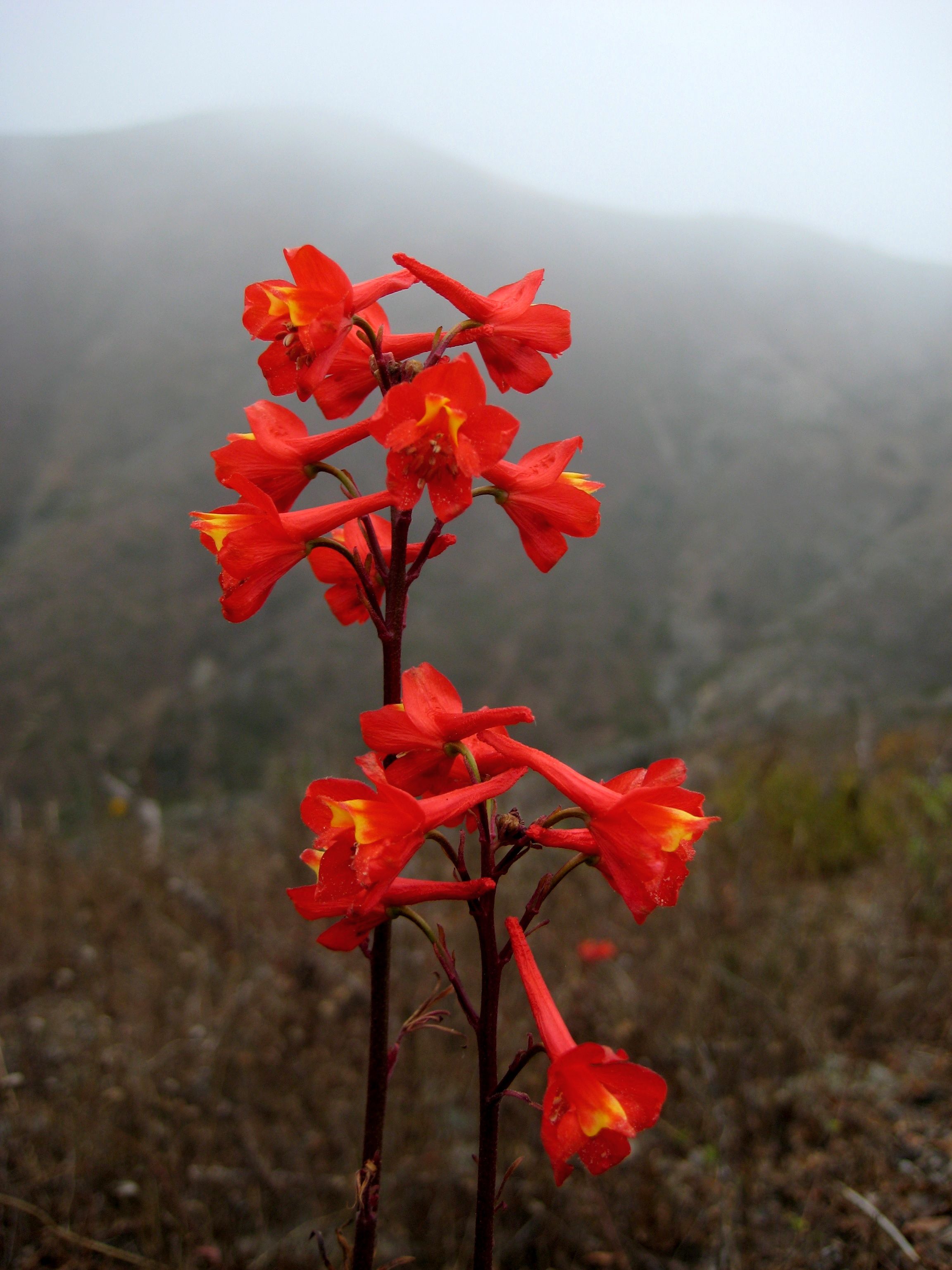 Delphinium cardinale (Cardinal or scarlet larkspur), native California herb