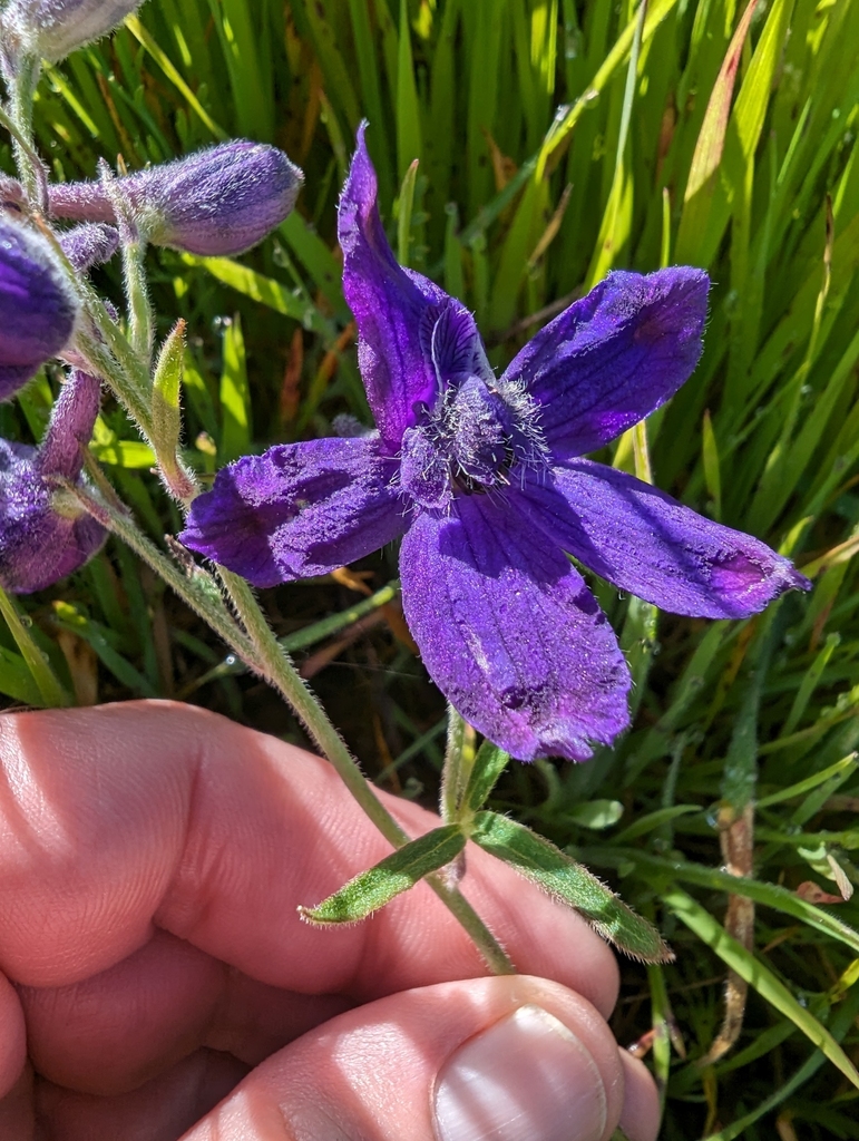 Delphinium decorum (Coast larkspur), native California herb