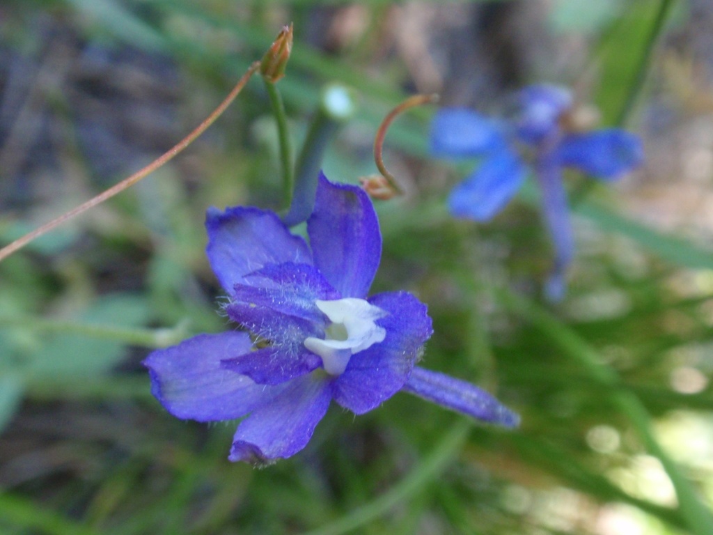Delphinium depauperatum (Dwarf), native California herb