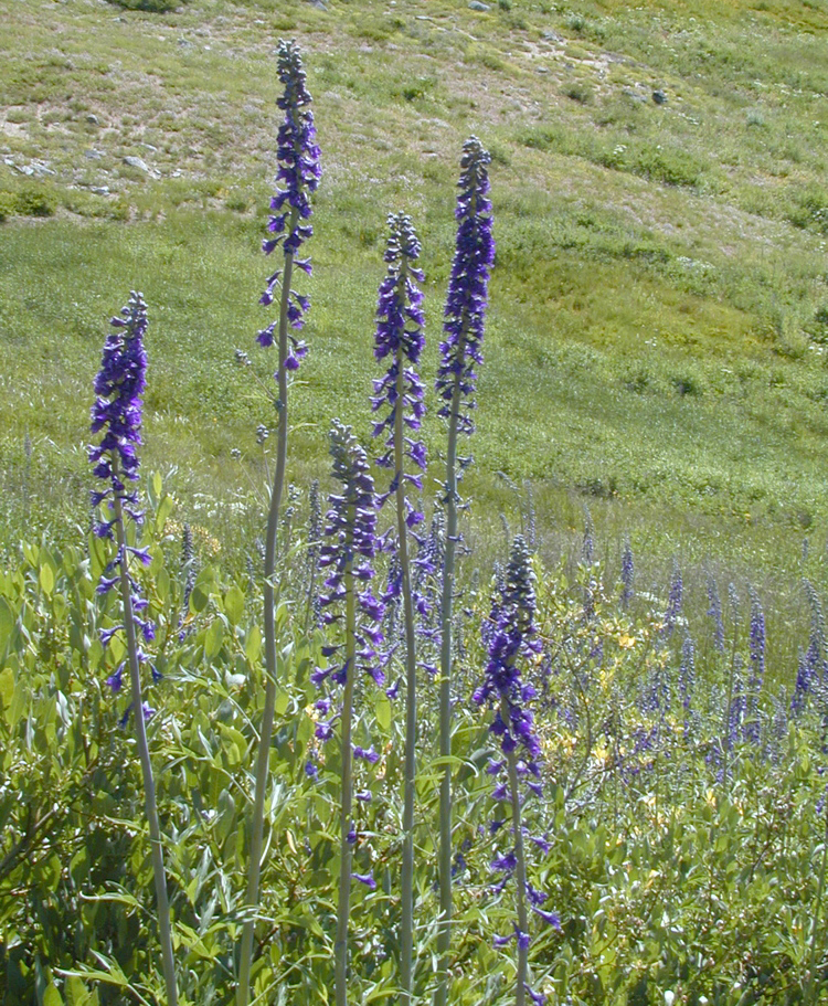 Delphinium glaucum (Mountain), native California herb