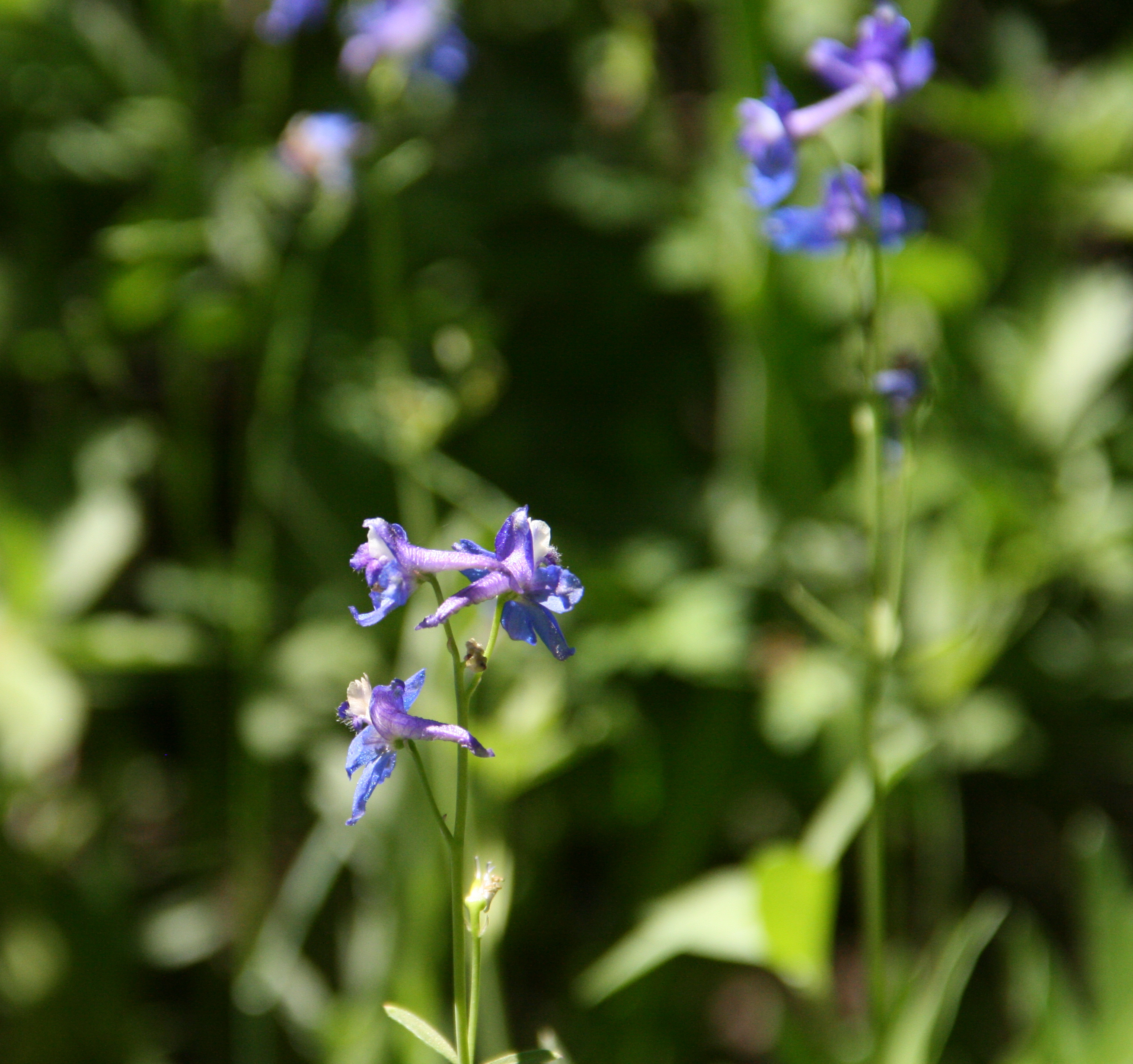 Delphinium gracilentum (Slender or greene's larkspur), native California herb