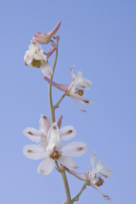 Delphinium gypsophilum (Gypsum-loving larkspur), native California herb