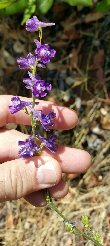 Delphinium hansenii — parent species of Delphinium hansenii subsp. ewanianum