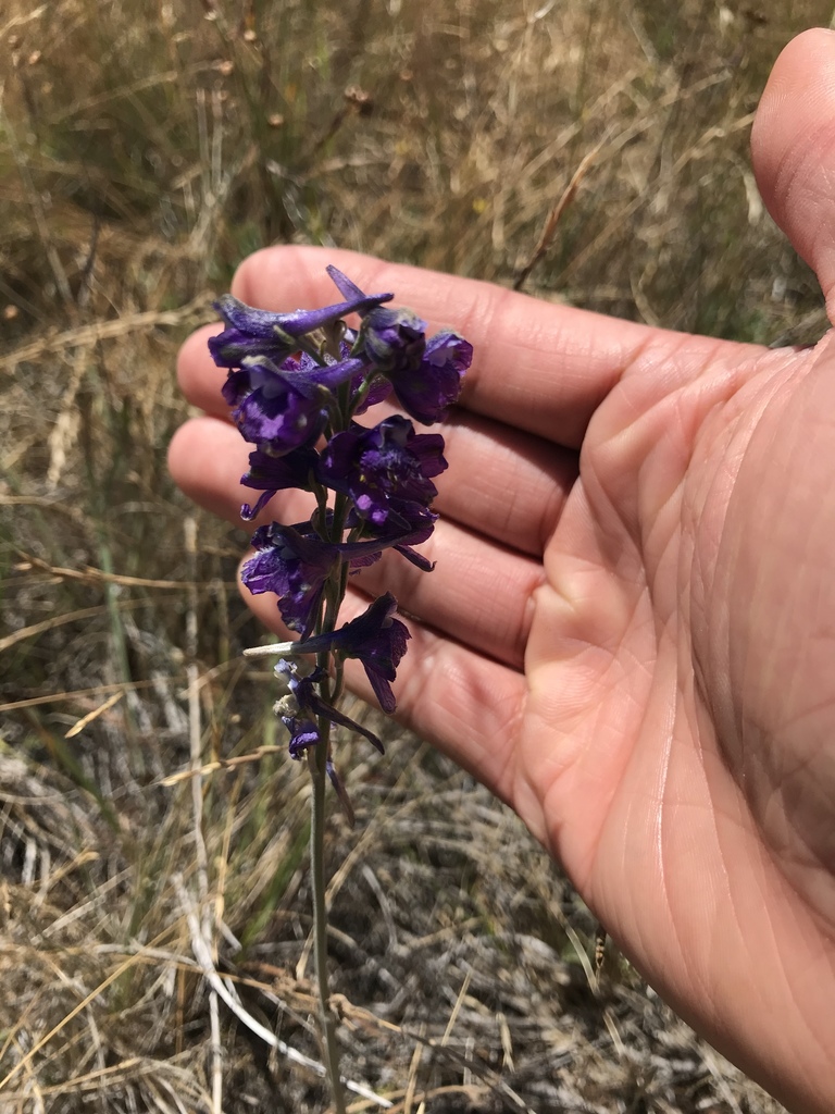 Delphinium hesperium — parent species of Delphinium hesperium subsp. cuyamacae