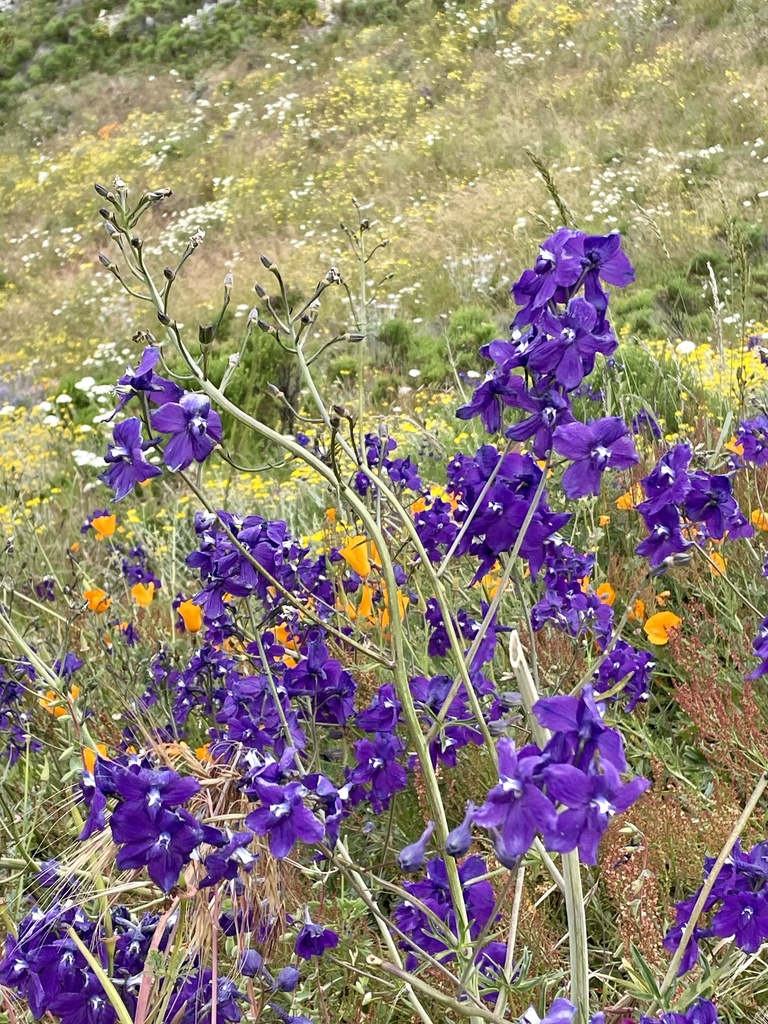 Delphinium hutchinsoniae (Hutchinson's larkspur), native California herb