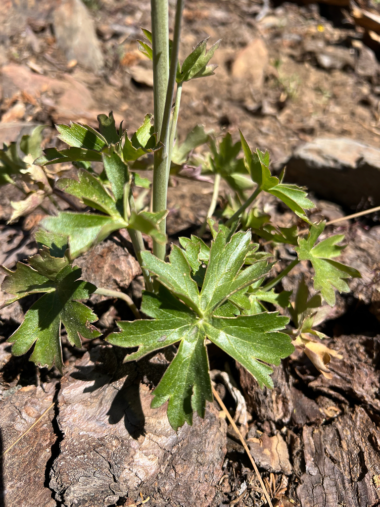 Delphinium inopinum (Unexpected larkspur), native California herb