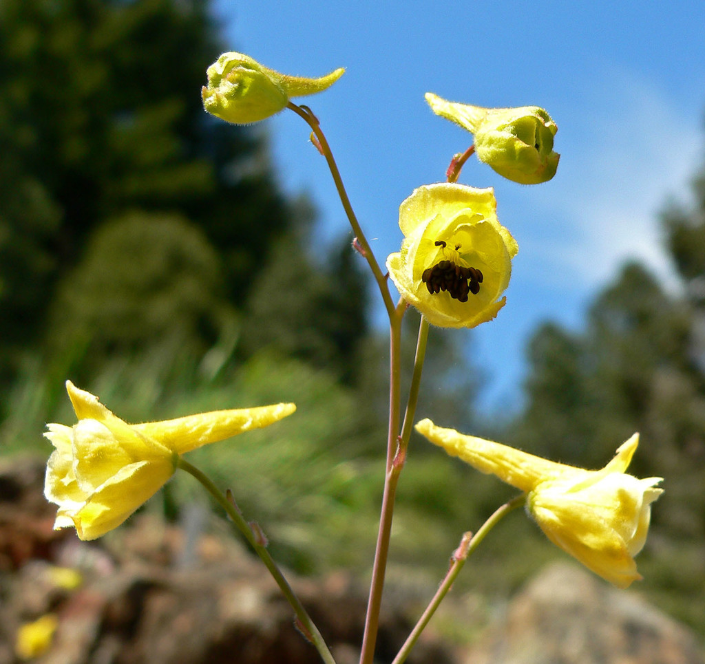 Delphinium luteum (Golden larkspur), native California herb