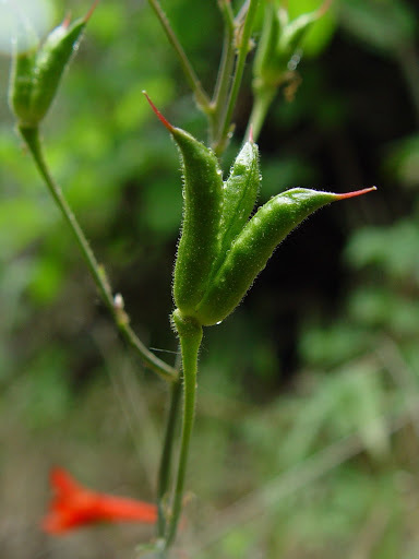 Delphinium nudicaule (Red or orange larkspur), native California herb