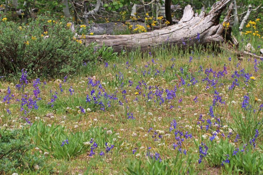 Delphinium nuttallianum (Dwarf), native California herb