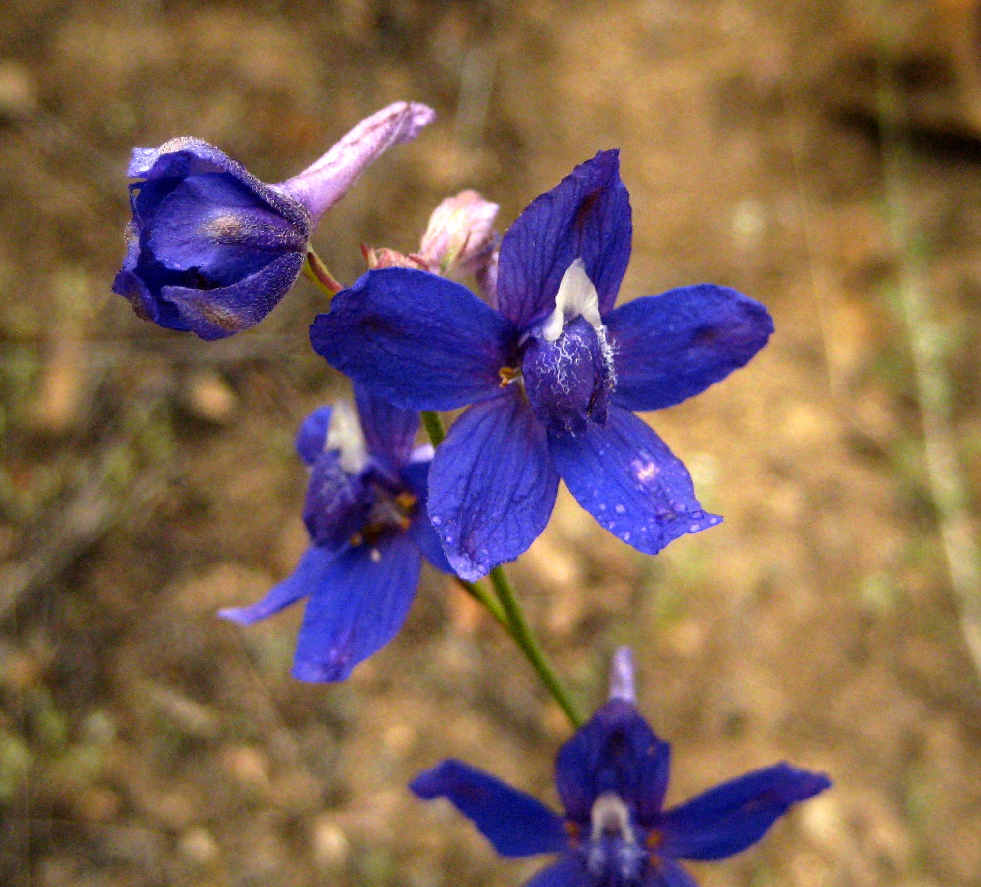 Delphinium parishii (Desert larkspur), native California herb