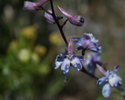 Delphinium parishii — parent species of Delphinium parishii subsp. subglobosum