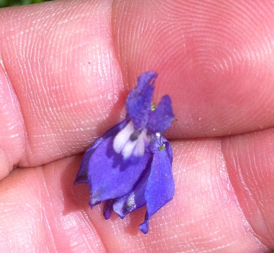 Delphinium parryi subsp. parryi (Parry's larkspur), native California herb
