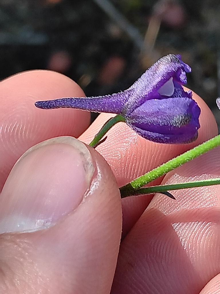 Delphinium parryi — parent species of Delphinium parryi subsp. maritimum