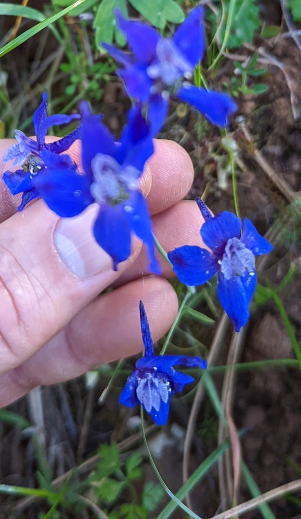 Delphinium patens — parent species of Delphinium patens subsp. patens