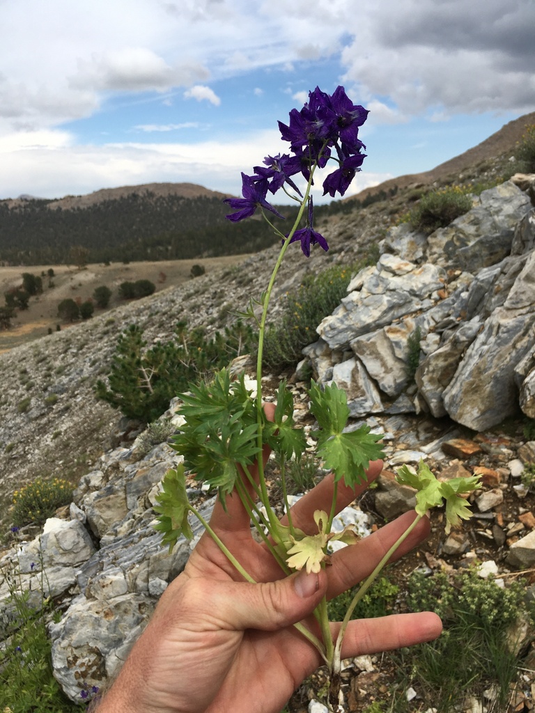 Delphinium polycladon (High mountain larkspur), native California herb