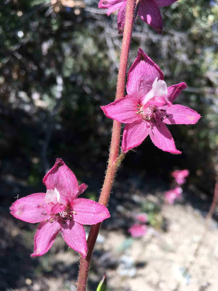 Delphinium purpusii (Rose-flowered larkspur), native California herb