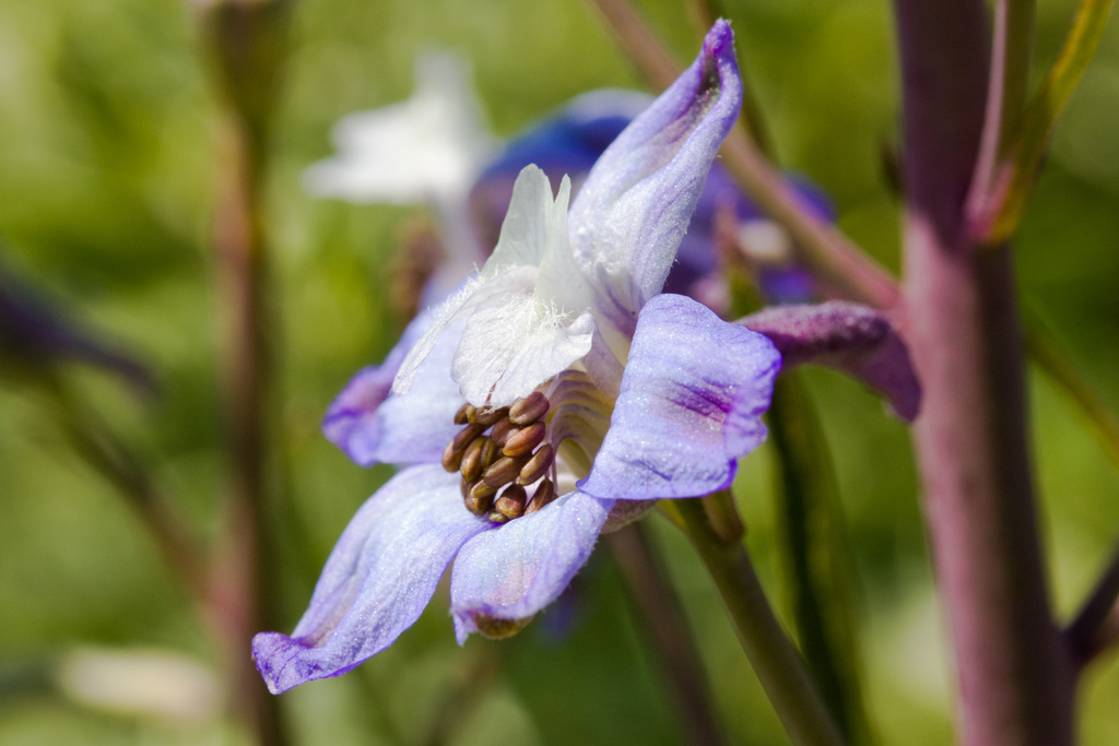 Delphinium recurvatum (Recurved larkspur), native California herb