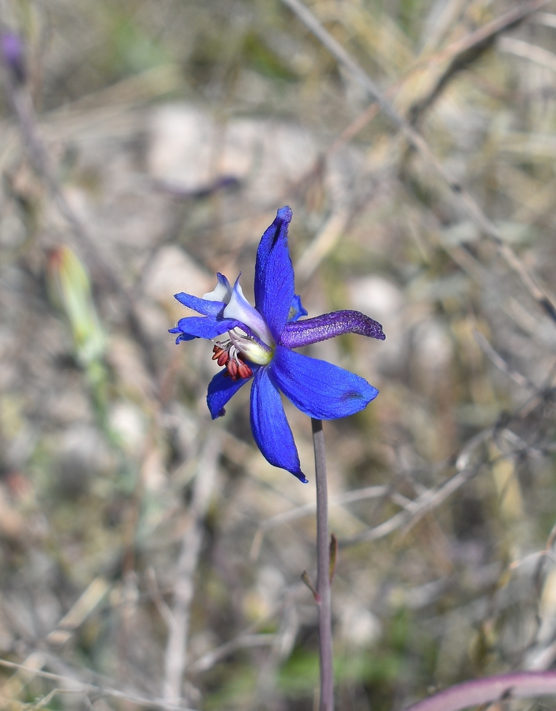 Delphinium scaposum (Bare-stem larkspur), native California herb