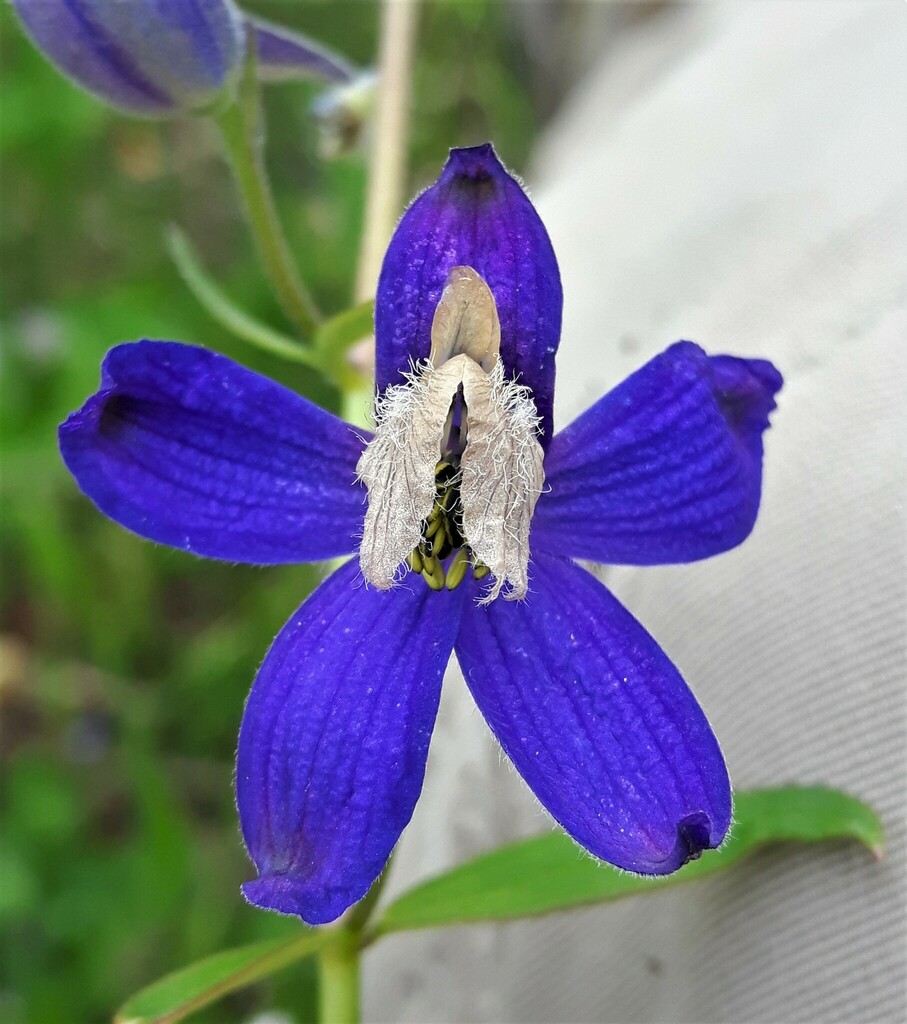 Delphinium sp. (Larkspur), non-native California perennial