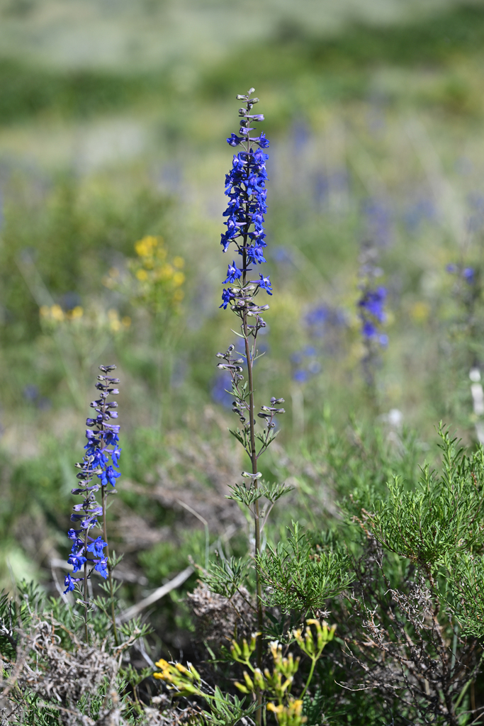 Delphinium stachydeum (Spiked larkspur), native California herb
