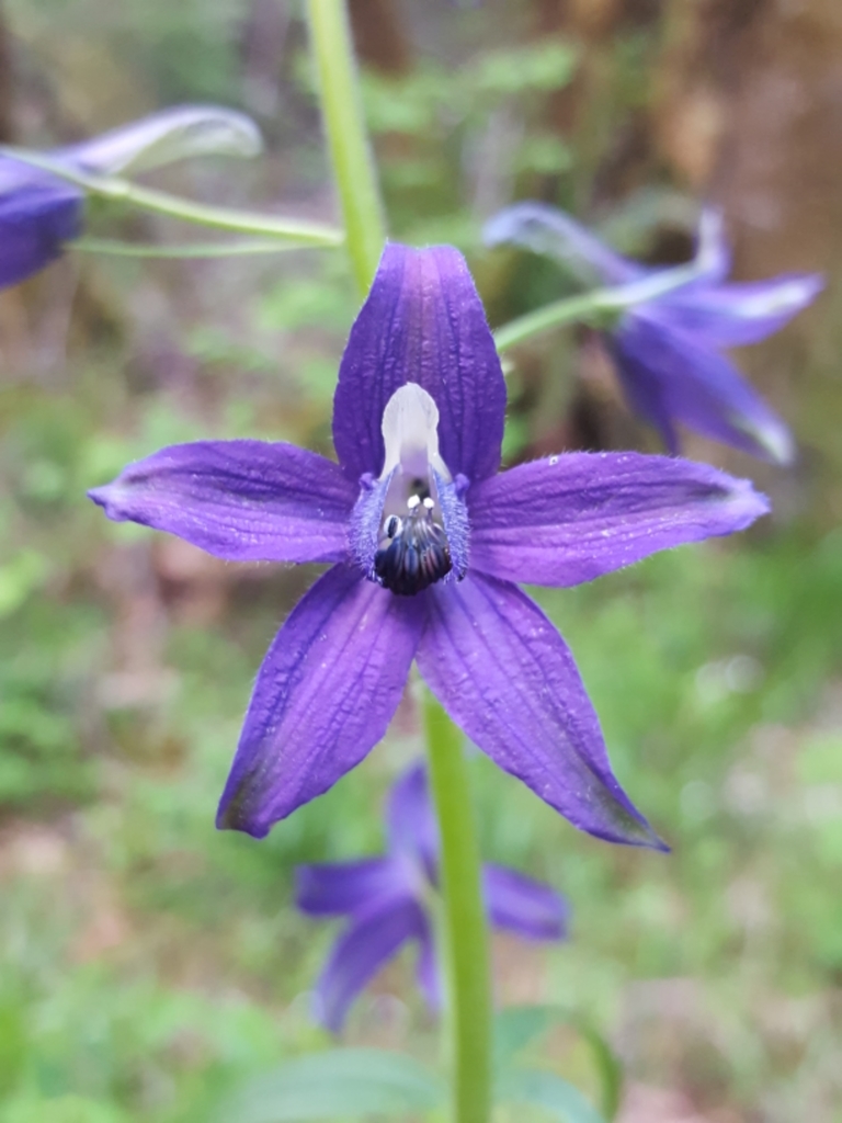 Delphinium trolliifolium (Cow poison), native California herb
