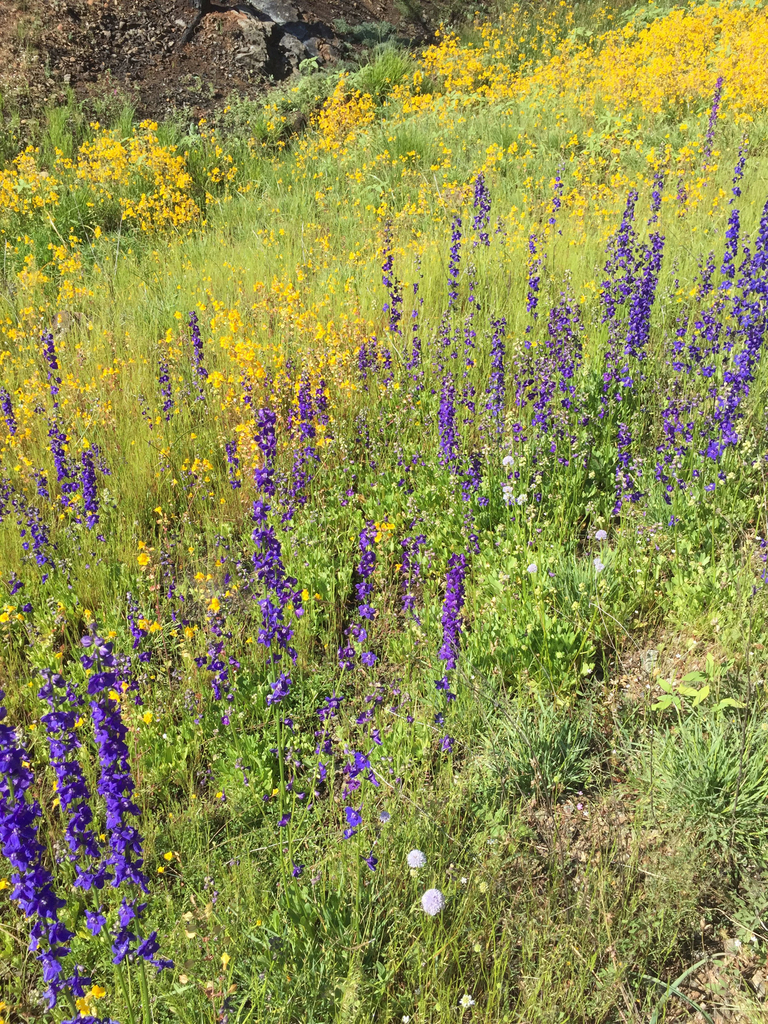 Delphinium uliginosum (Swamp larkspur), native California herb
