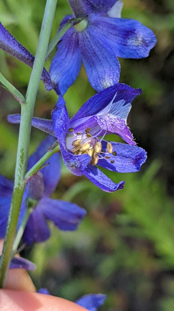 Delphinium umbraculorum (Umbrella larkspur), native California herb