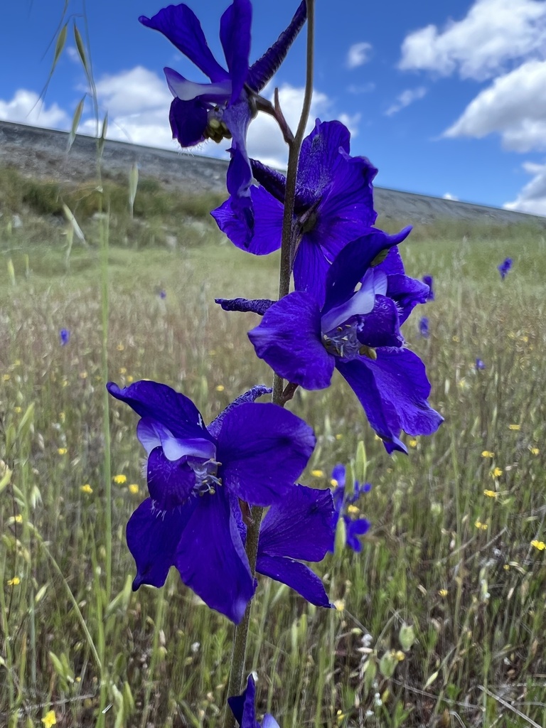 Delphinium variegatum — parent species of Delphinium variegatum subsp. kinkiense