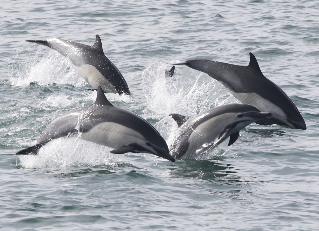 Delphinus delphis (Common Dolphin), California species