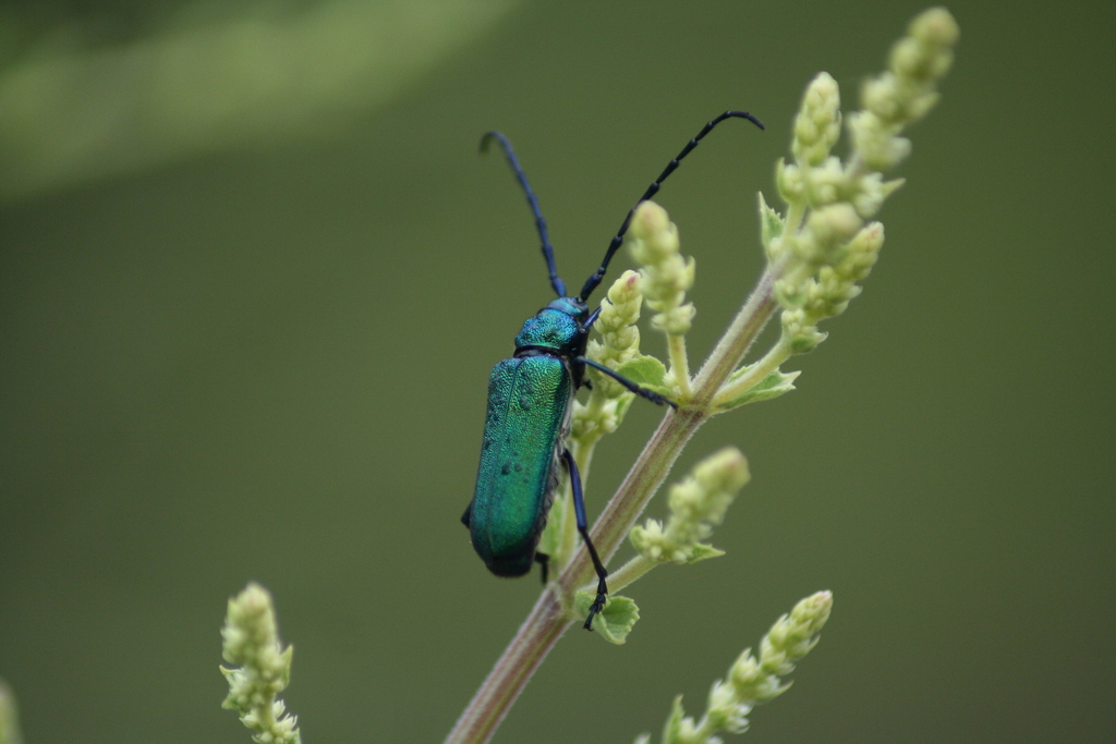 Deltaspis ivae (Marsh-elder Long- Horned Beetle), California species