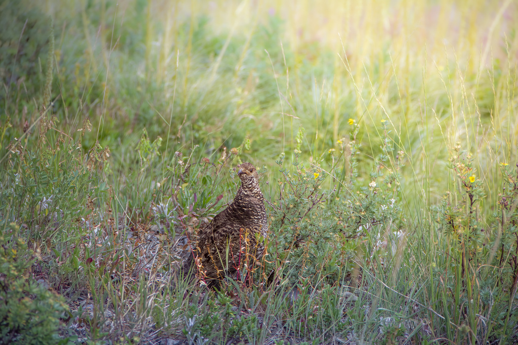 Dendragapus fuliginosus howardi (Mount Pinos Sooty Grouse), California species