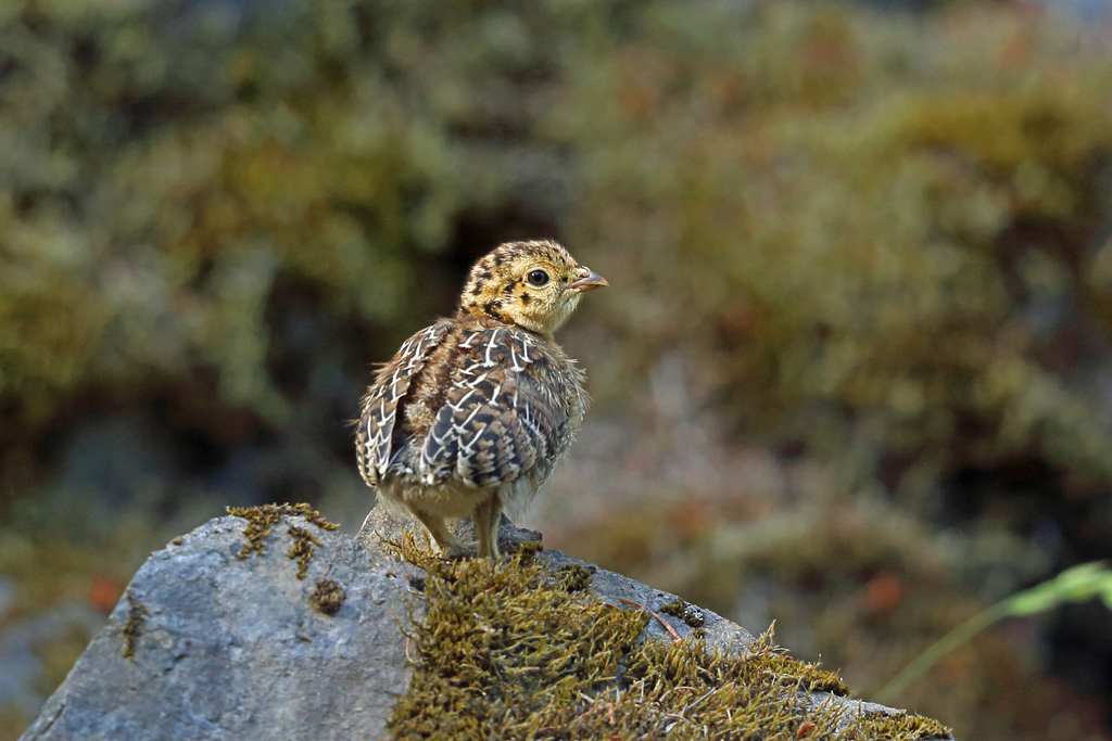 Dendragapus fuliginosus (Sooty Grouse), California species