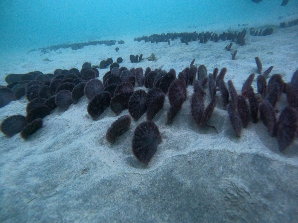 Dendraster excentricus (Eccentric Sand Dollar), California species