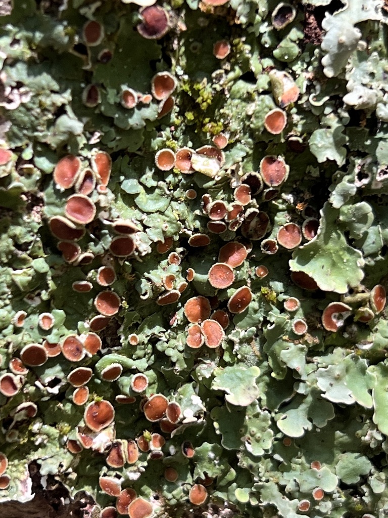 Dendriscocaulon intricatulum (northern moon shrub), California lich